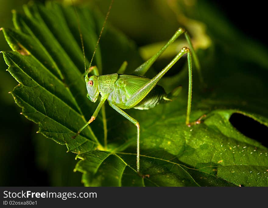 Grasshopper On A Leaf