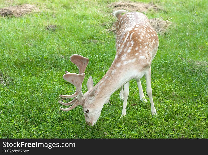A male of fallow deer ( Dama dama ) eating grass