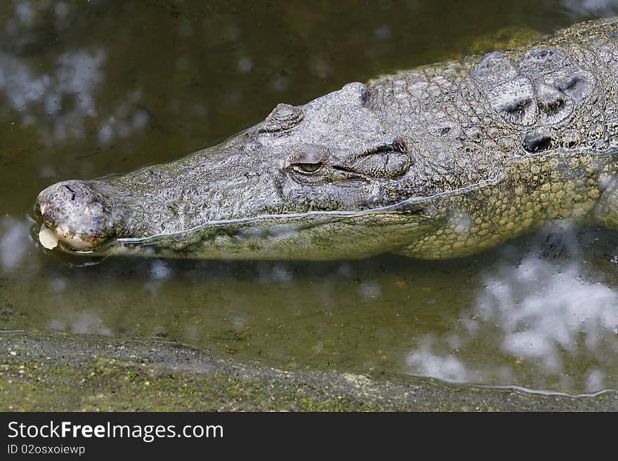 Crocodiles in the zoo of all zoos asia. Crocodiles in the zoo of all zoos asia