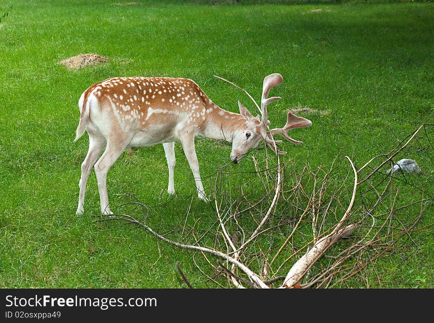 Fallow deer, male, fighting with a dead branch / Dama dama. Fallow deer, male, fighting with a dead branch / Dama dama