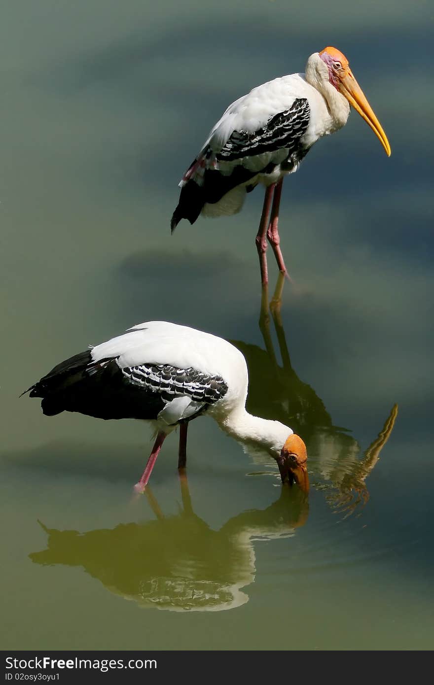 Two Stork