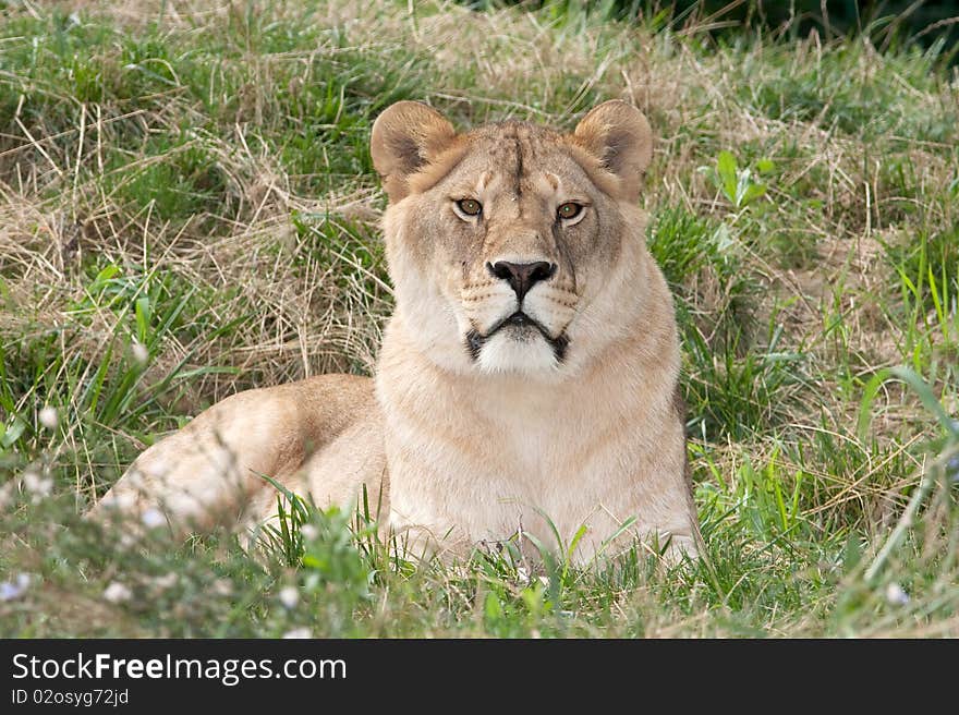 A lioness resting on the grass , close-up