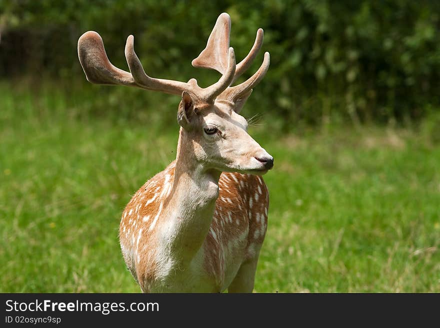 A portret of  fallow deer, male / Dama dama. A portret of  fallow deer, male / Dama dama