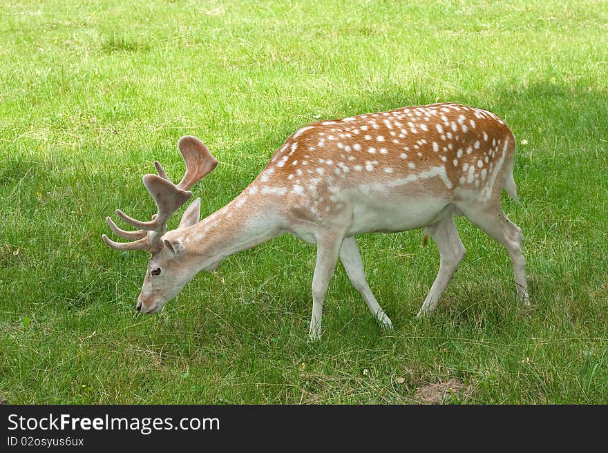 A male of fallow deer ( Dama dama ) eating grass. A male of fallow deer ( Dama dama ) eating grass