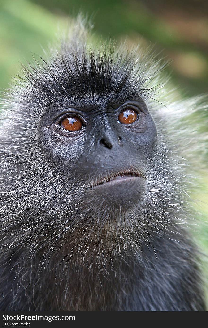 Portrait Of Monkey