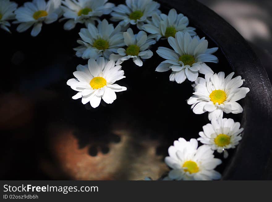 White flowers in the water. White flowers in the water