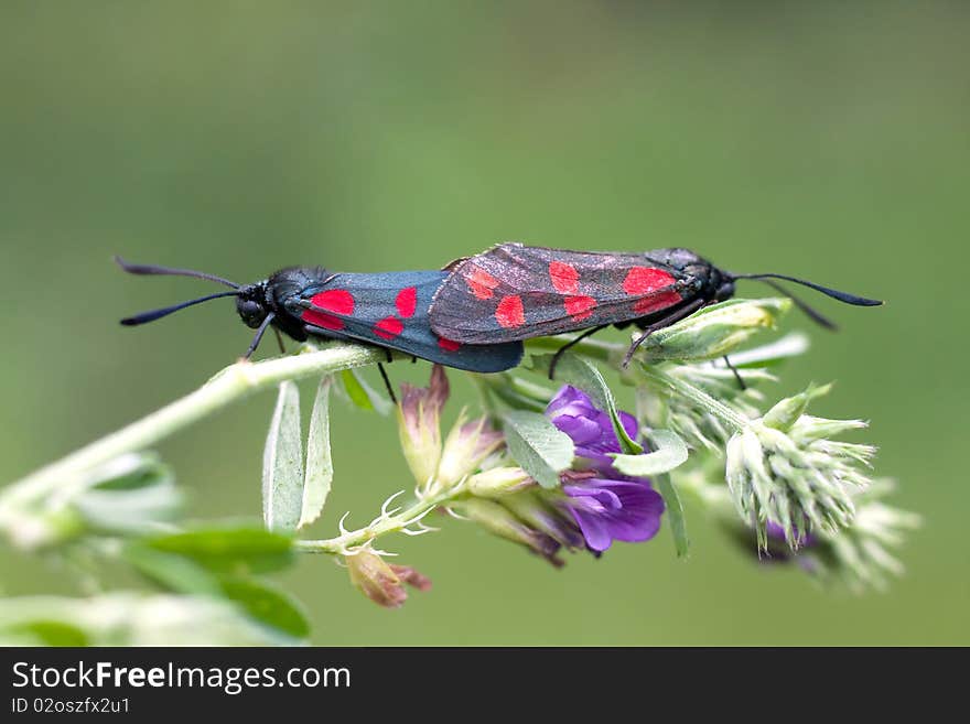 Six-spot Burnet  / Zygaena Filipendulae