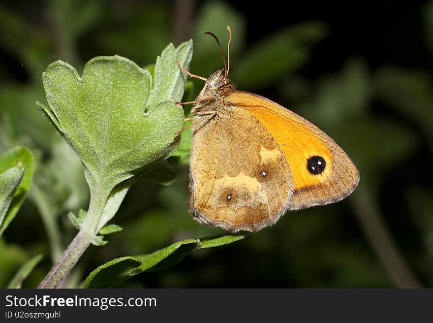 A gatekeeper butterfly on a plant in summer - Pyronia tithonus. A gatekeeper butterfly on a plant in summer - Pyronia tithonus