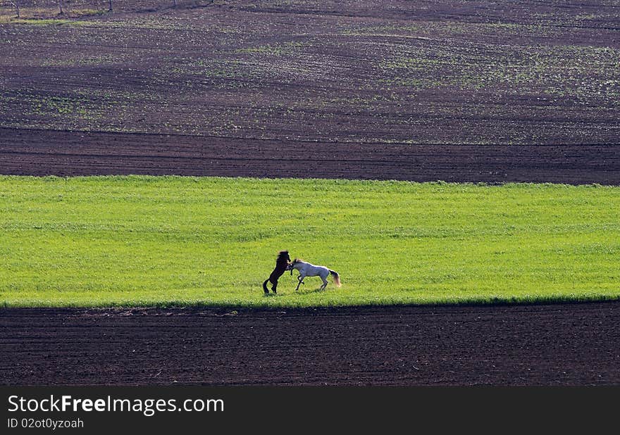 2 playing horses on the green field