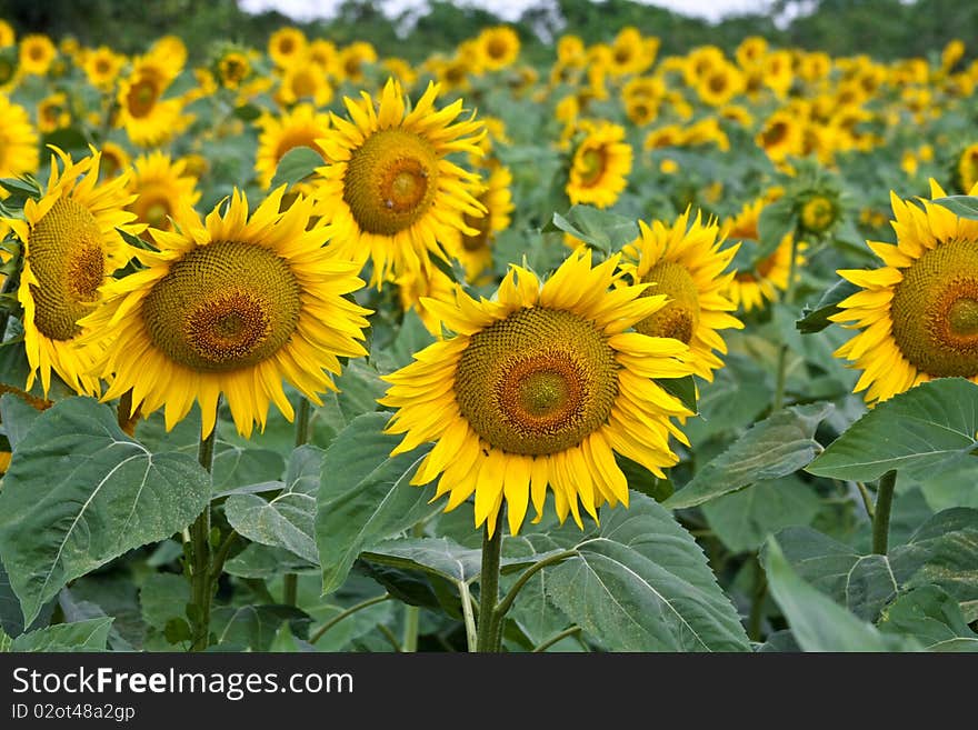 Cultivated sunflower field in vibrant colors