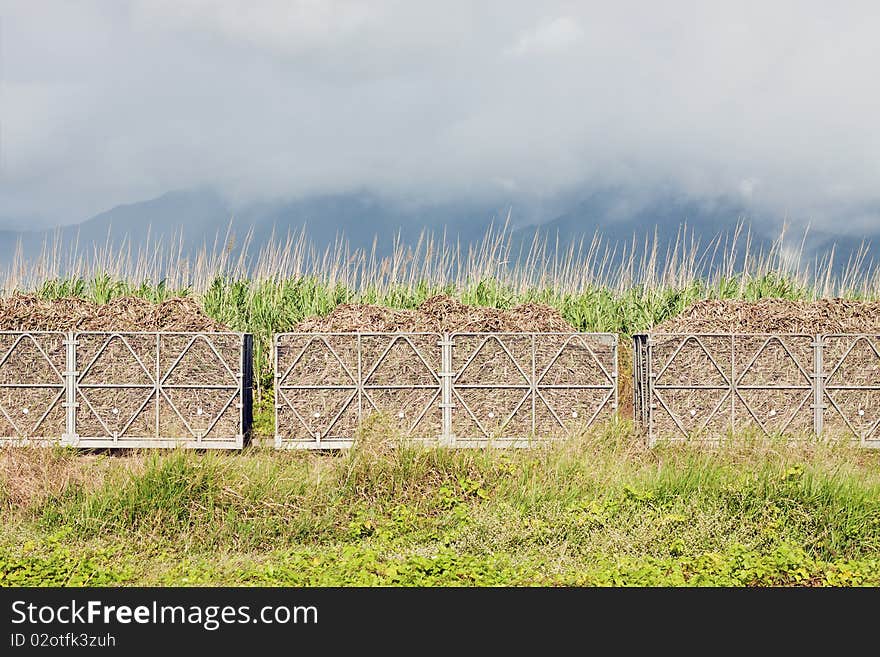 Sugar Cane Train Filled With Cane Harvest.