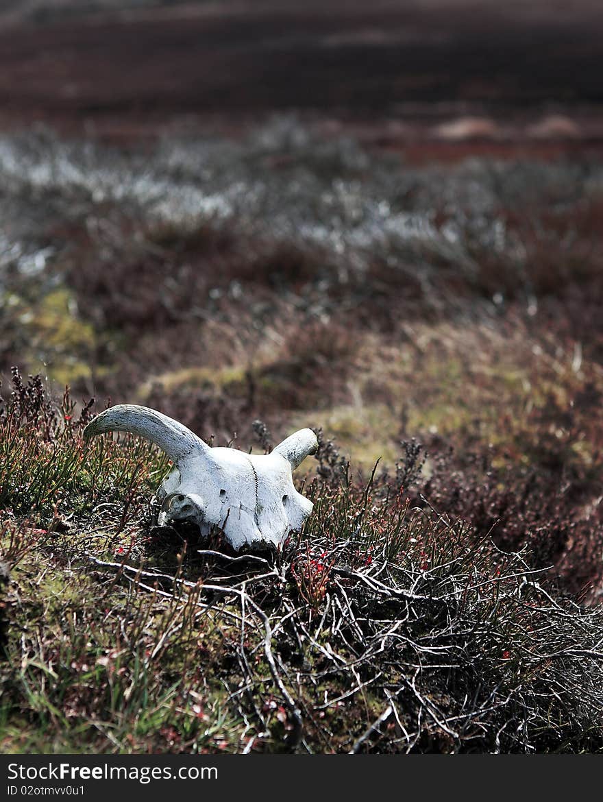 A bleached white sheep skull on the North Yorkshire Moors, England, UK. A bleached white sheep skull on the North Yorkshire Moors, England, UK.