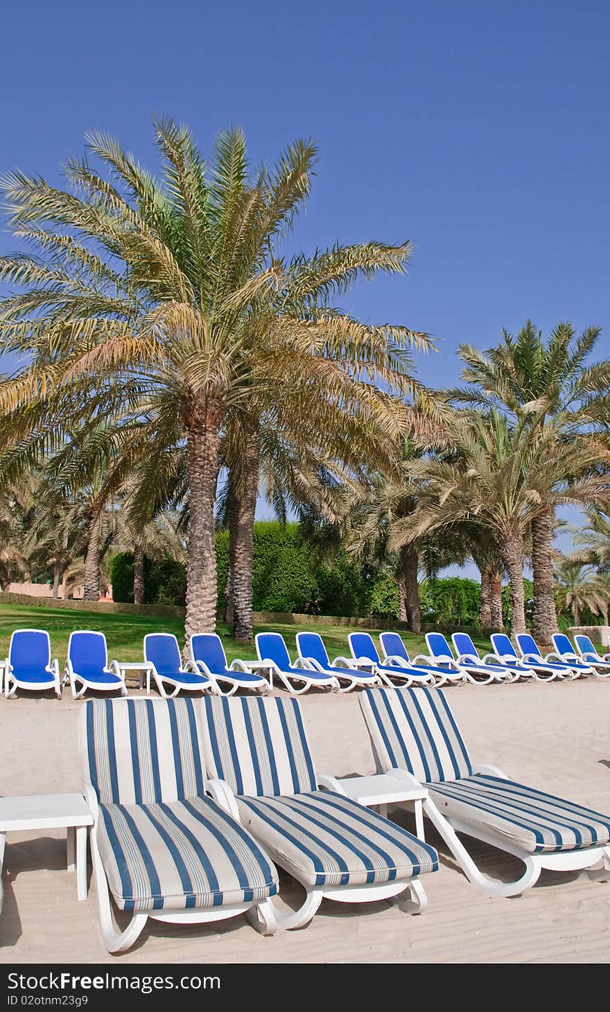 A row of chaise lounges await on a sandy beach in the Middle East. A row of chaise lounges await on a sandy beach in the Middle East