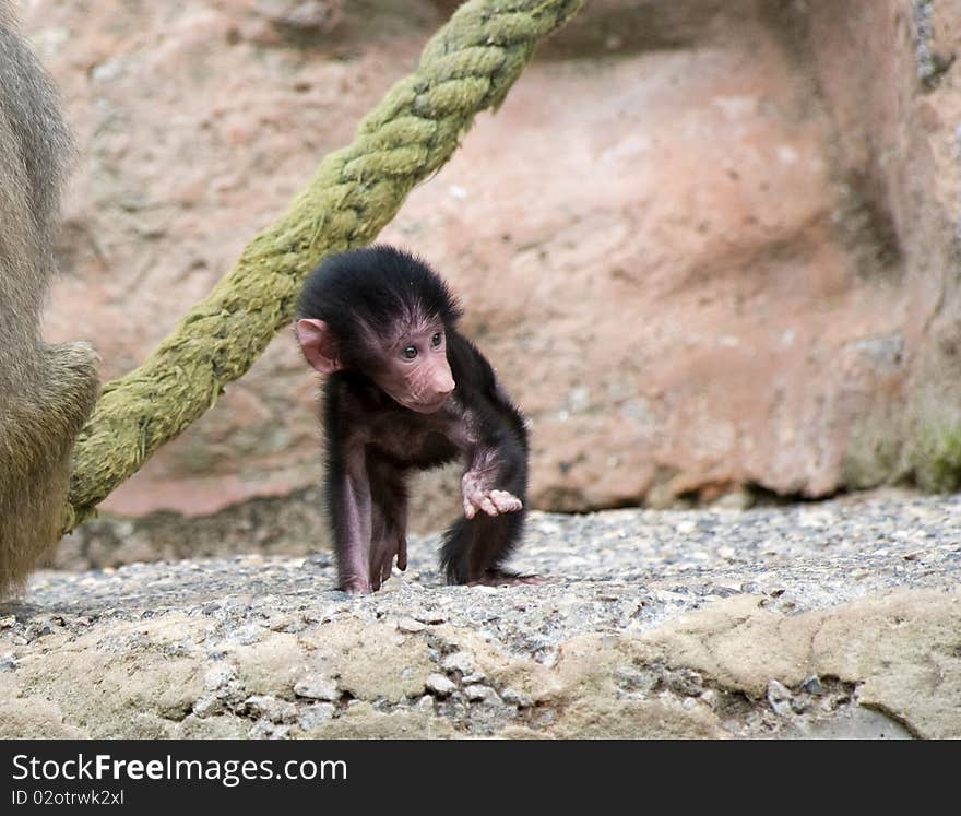 Baby Baboon standing on a Rock ledge