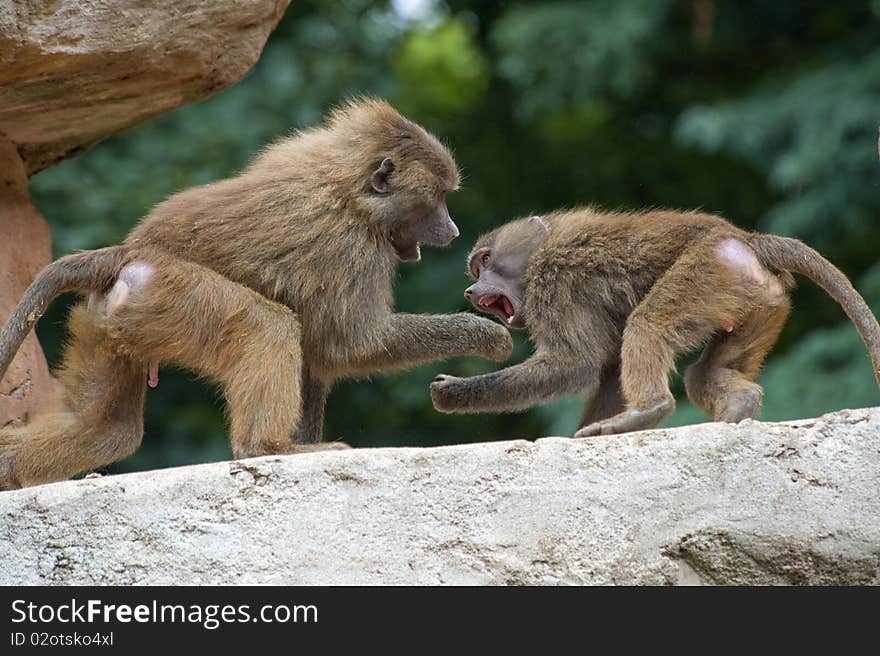 Two Baboons Fighting on a Rock ledge