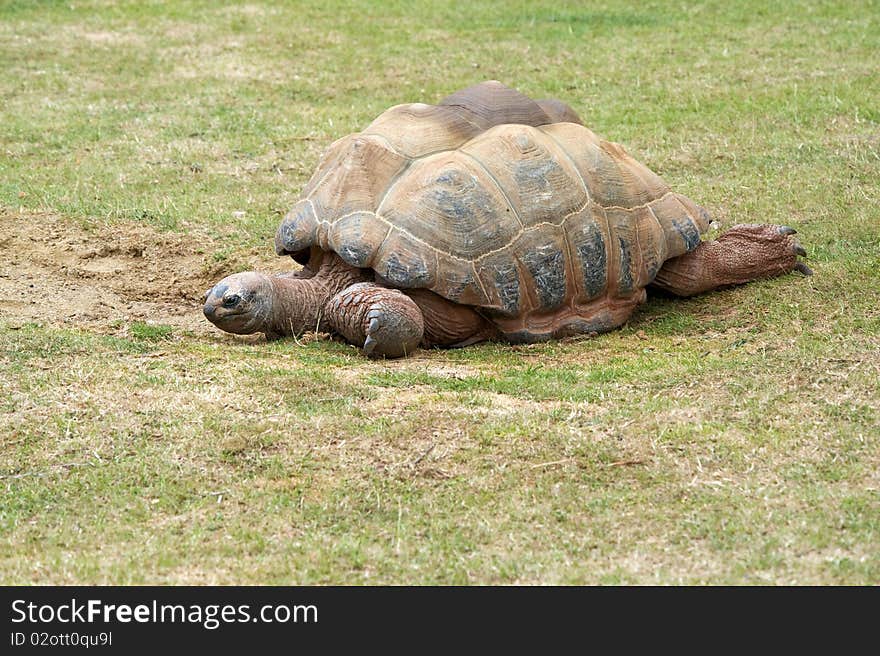 Tortoise Walking