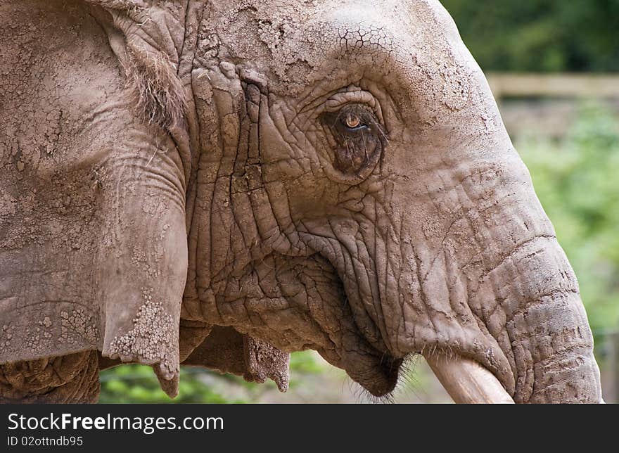 Closeup of an elephants head