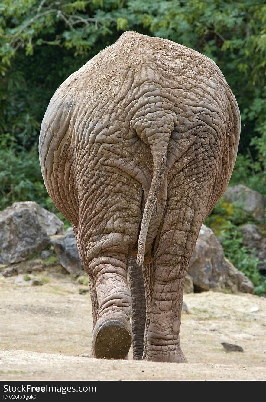 An Elephant Walking away