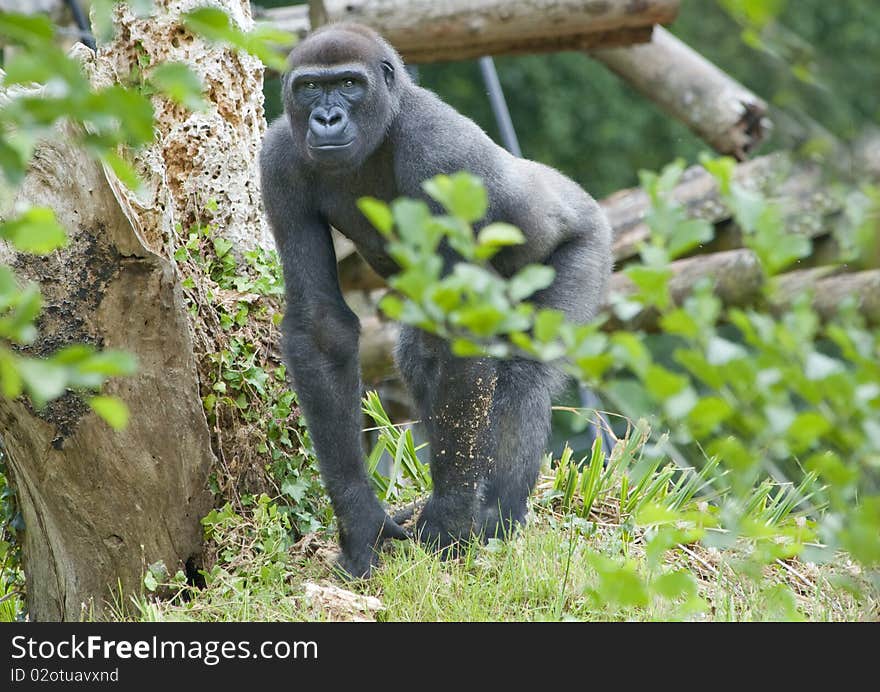 Adult Male Gorilla looking at camera