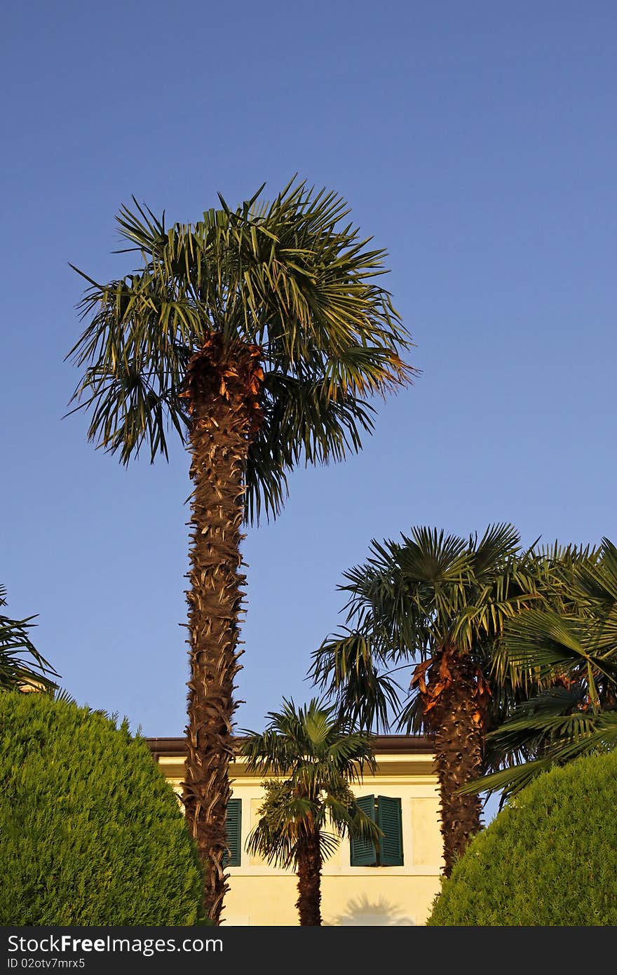 Palm Tree In Lazise, Veneto, Italy, Europe