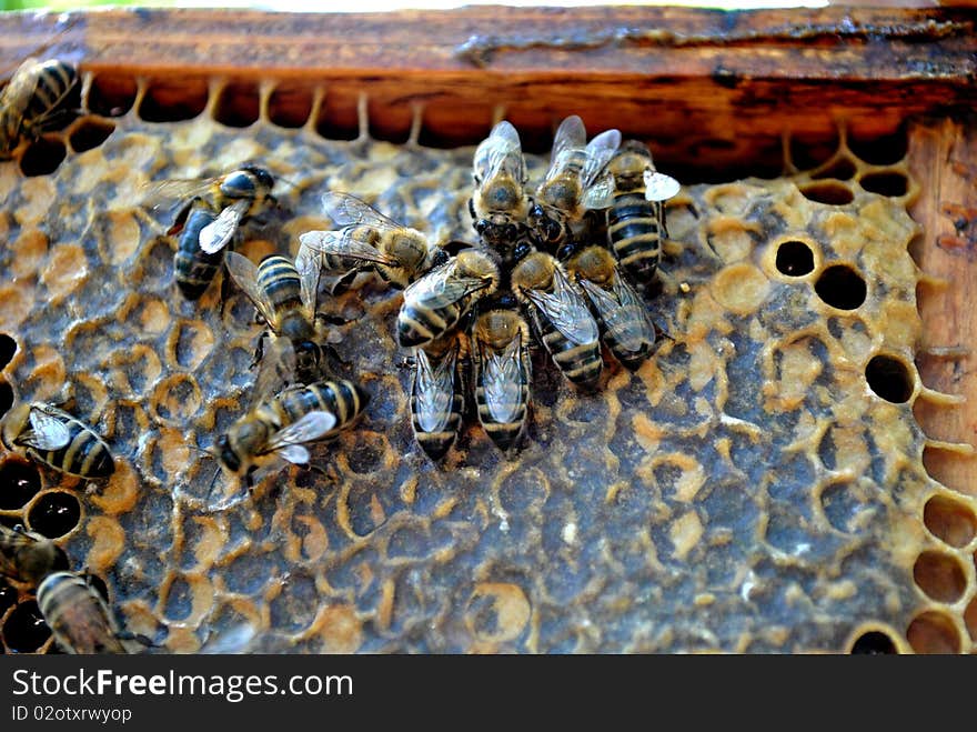 A group of bees is working in the hive. A group of bees is working in the hive.