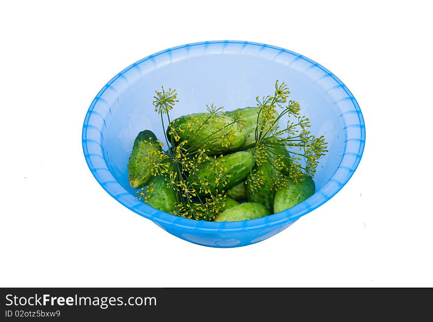 Little green cucumbers and dill in the plastic bowl isolated on white. Little green cucumbers and dill in the plastic bowl isolated on white