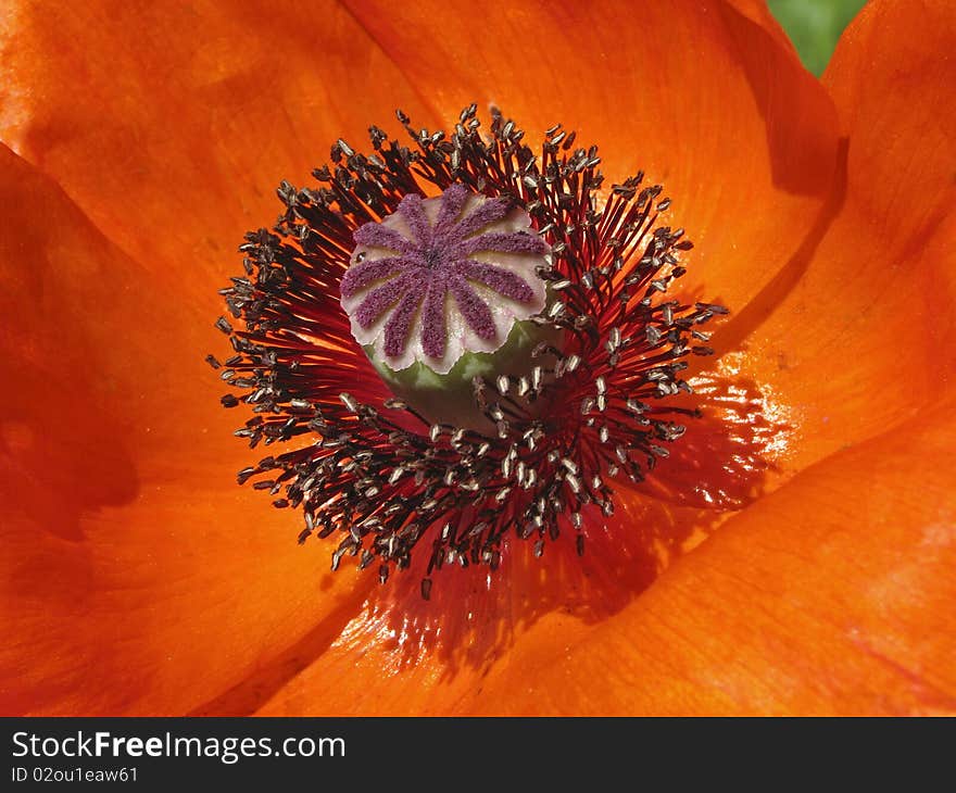 Oriental Poppy In Spring, Papaver Orientale