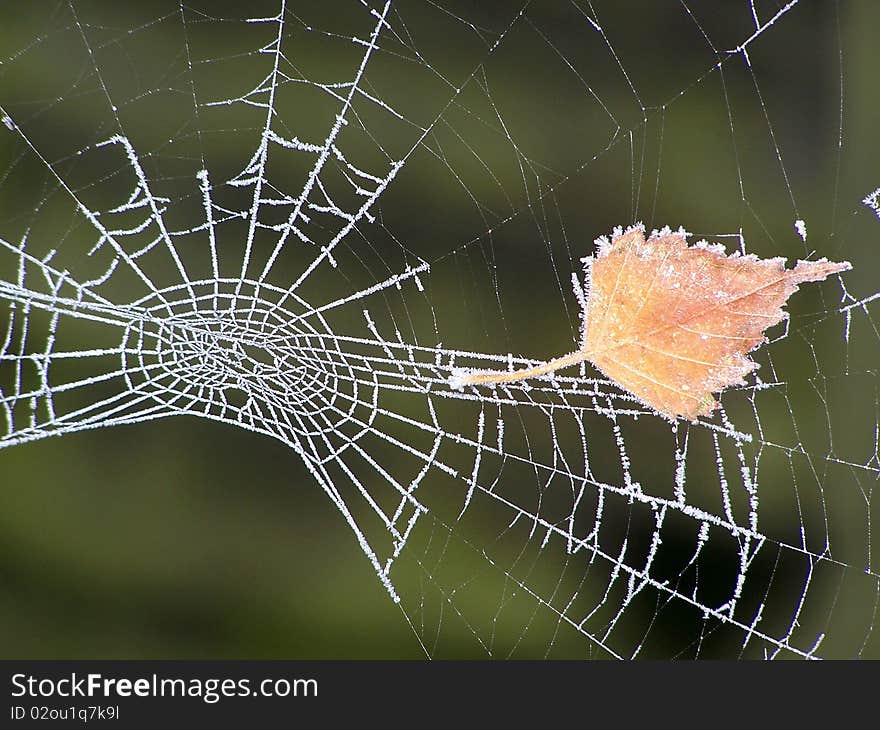 Frosted Spider Web