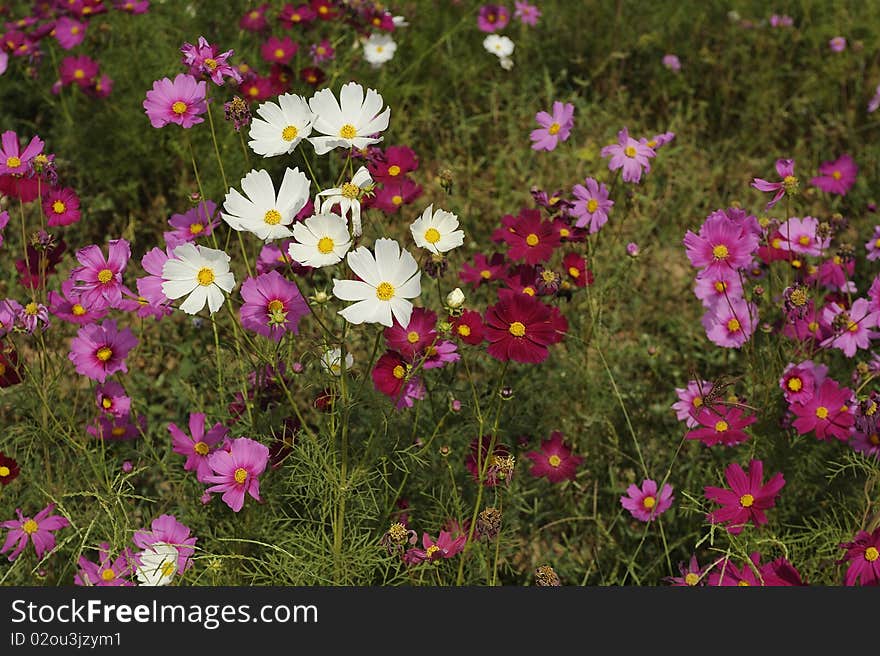 Cosmos flowers in The Garden.