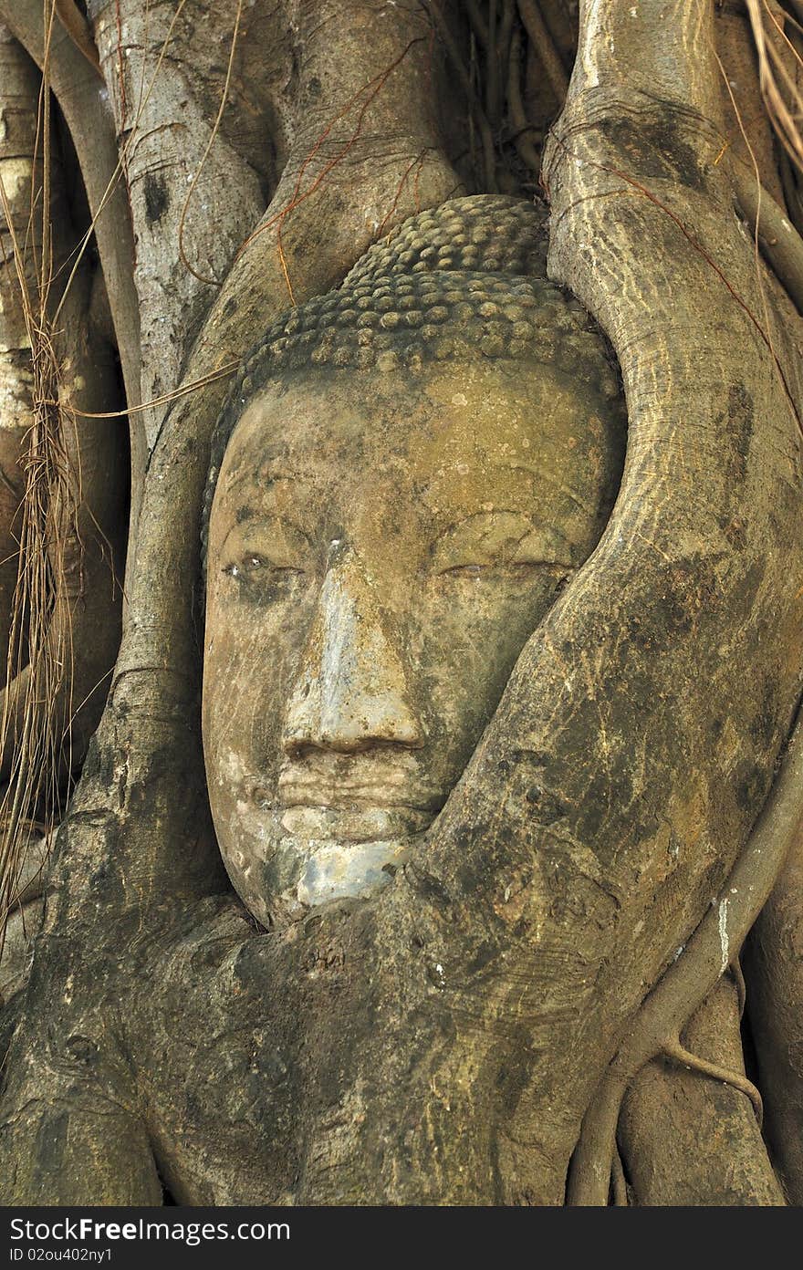 Buddha heads in the tree root Wat Mahathat Thailand.