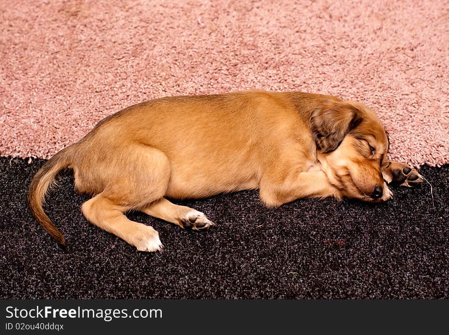 A sleeping saluki pup on blake and rose carpets