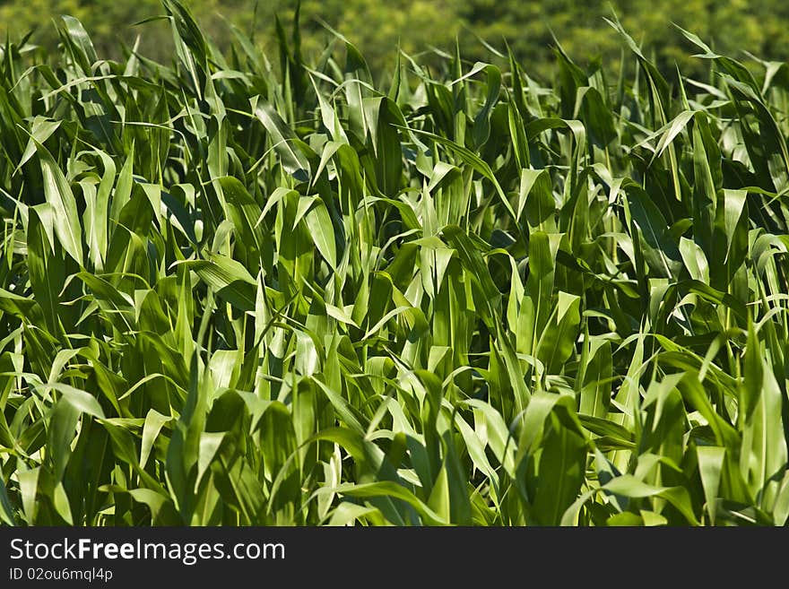 Corn field in mid july in rural romania