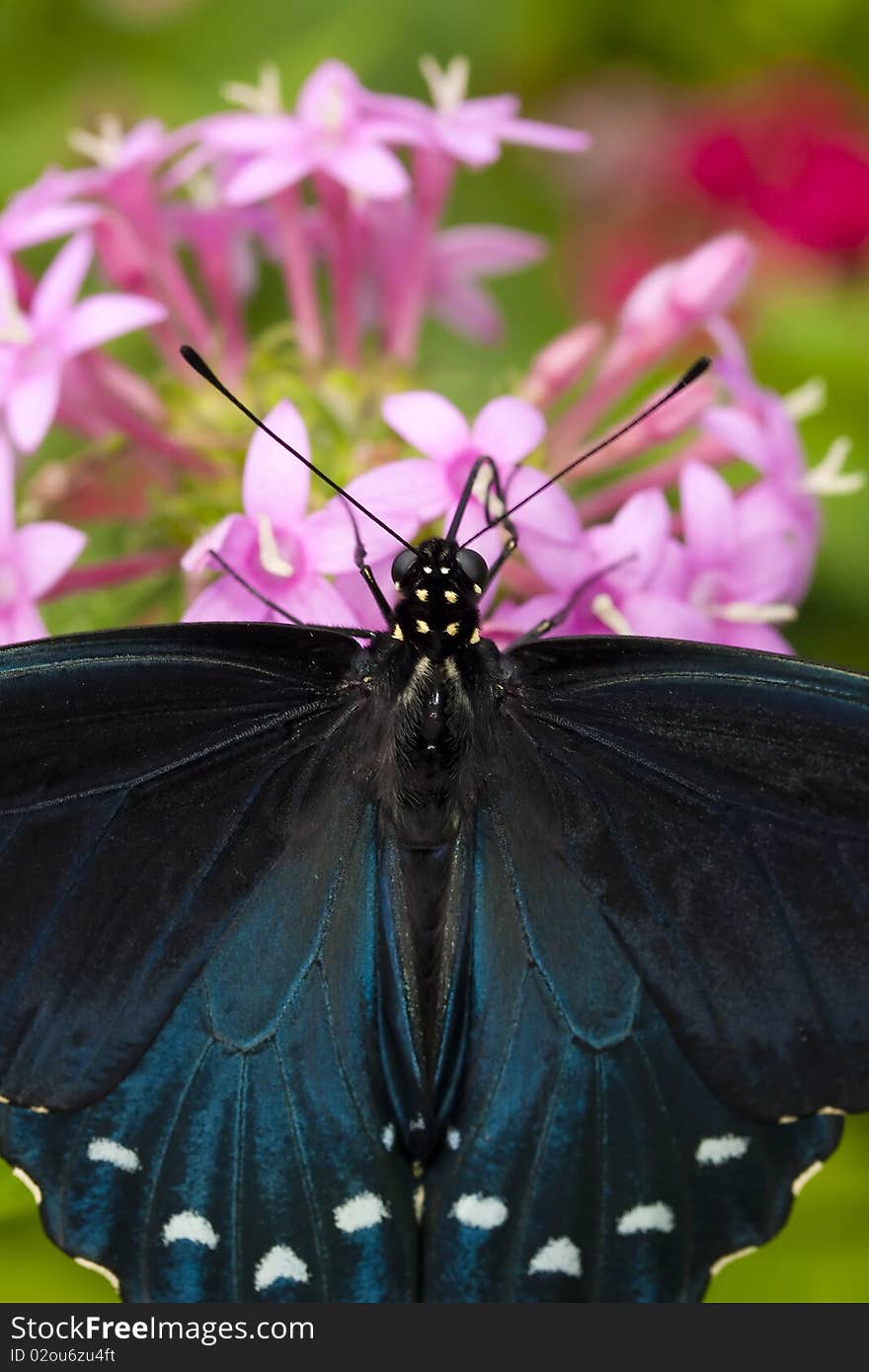 Close up on a butterfly resting on a flower.