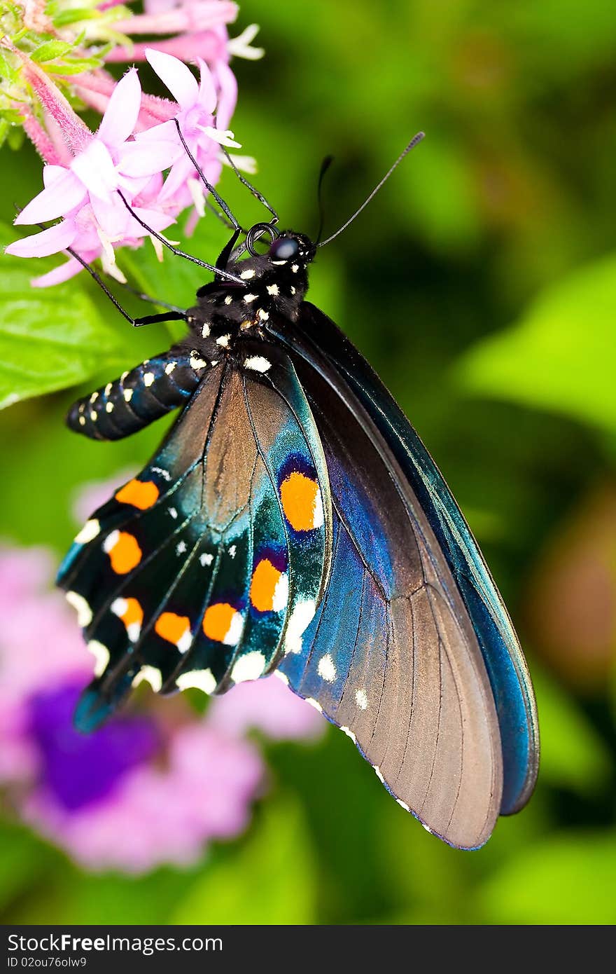 Close up on a butterfly feeding on a flower.