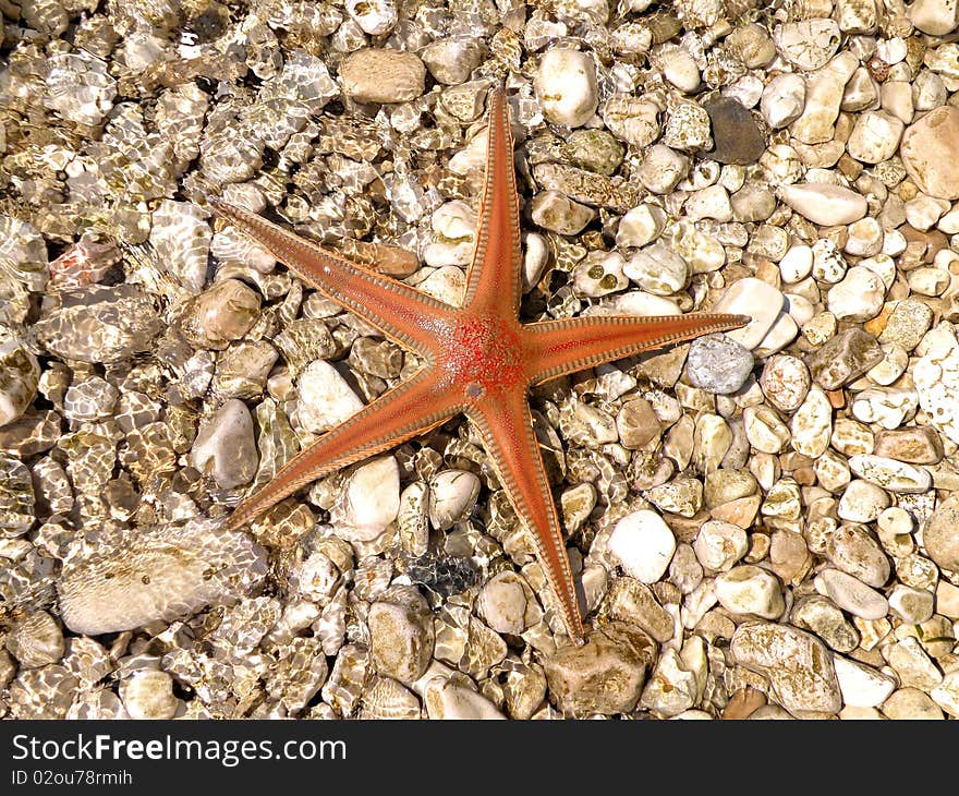 Orange starfish on the beach