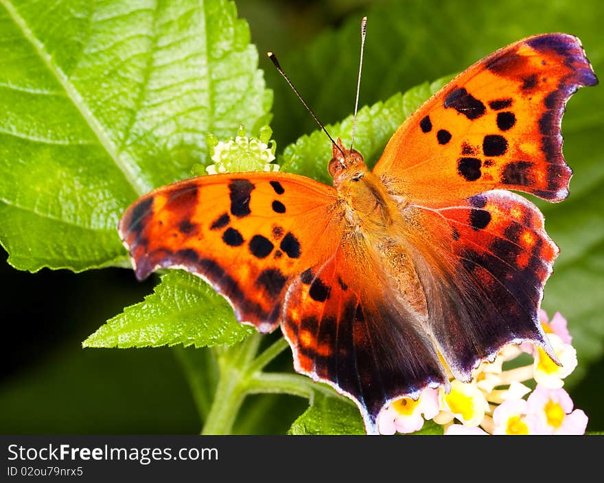 Close up on a banded orange butterfly.