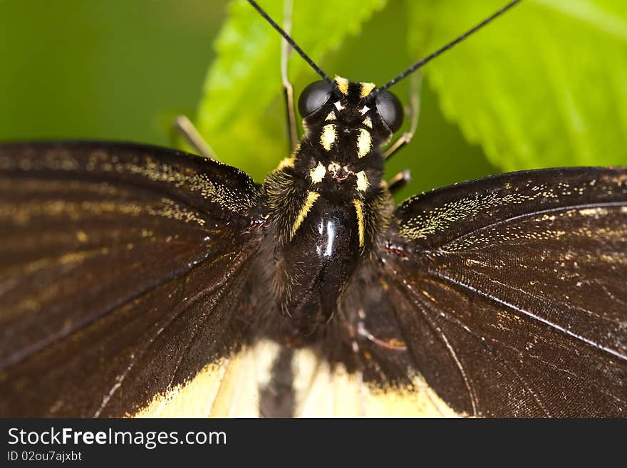 Close up on a buttarfly resting on a leaf. Close up on a buttarfly resting on a leaf.