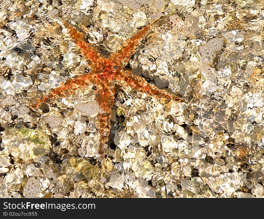 View of the starfish underwater