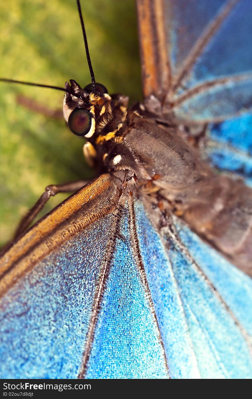 Close up on a butterfly resting on a leaf.