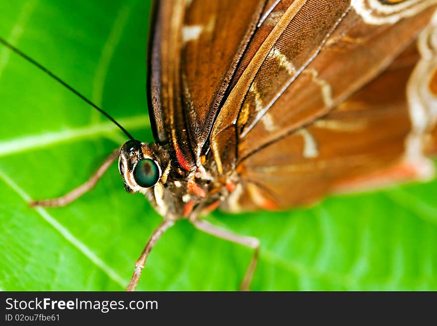 Close up on a butterfly resting on a flower.