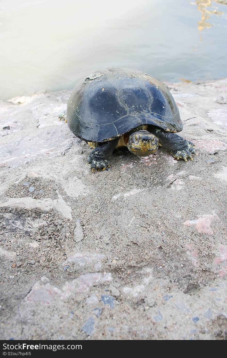 Large freshwater turtles out walking on land. Large freshwater turtles out walking on land