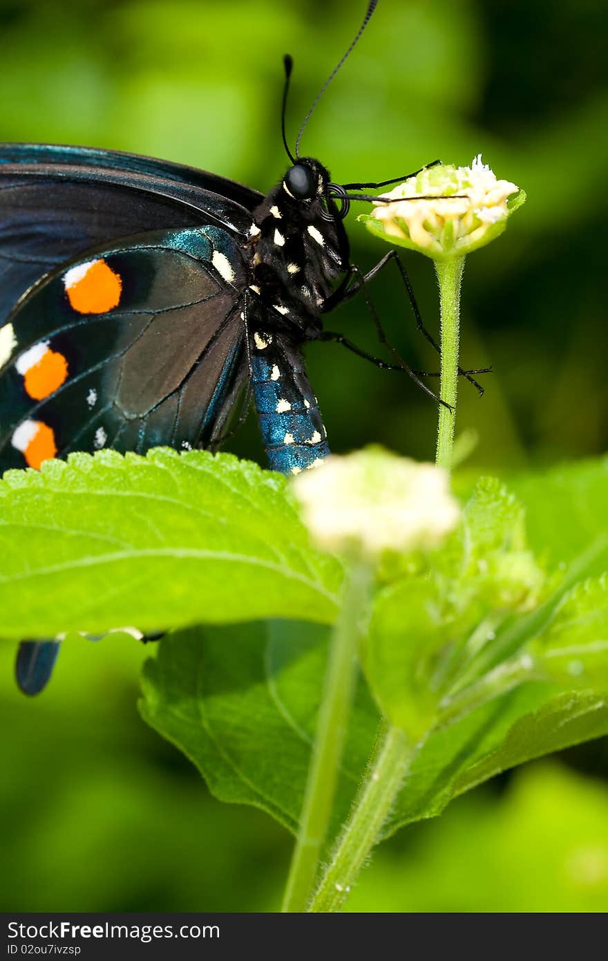 Close up on a butterfly feeding on a flower.