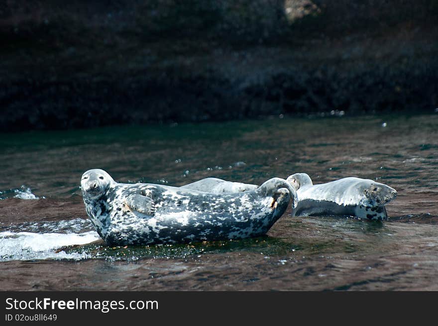 2 gray seals taking some sun in percé québec canada