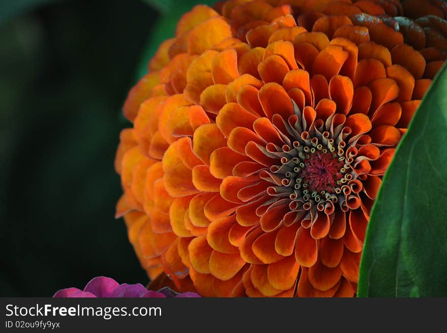 Zinnia at Sunset