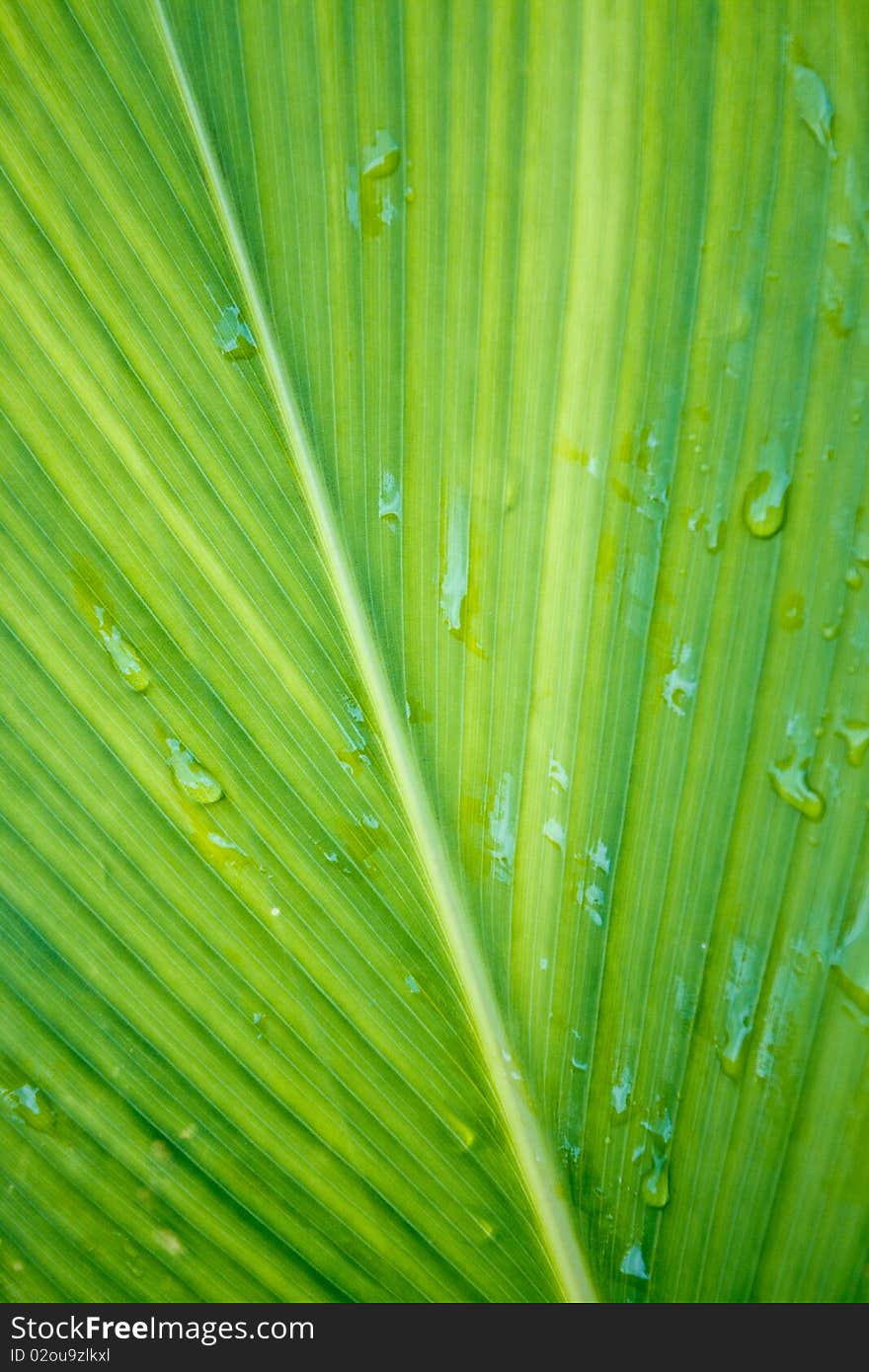 Patterns of the leaves