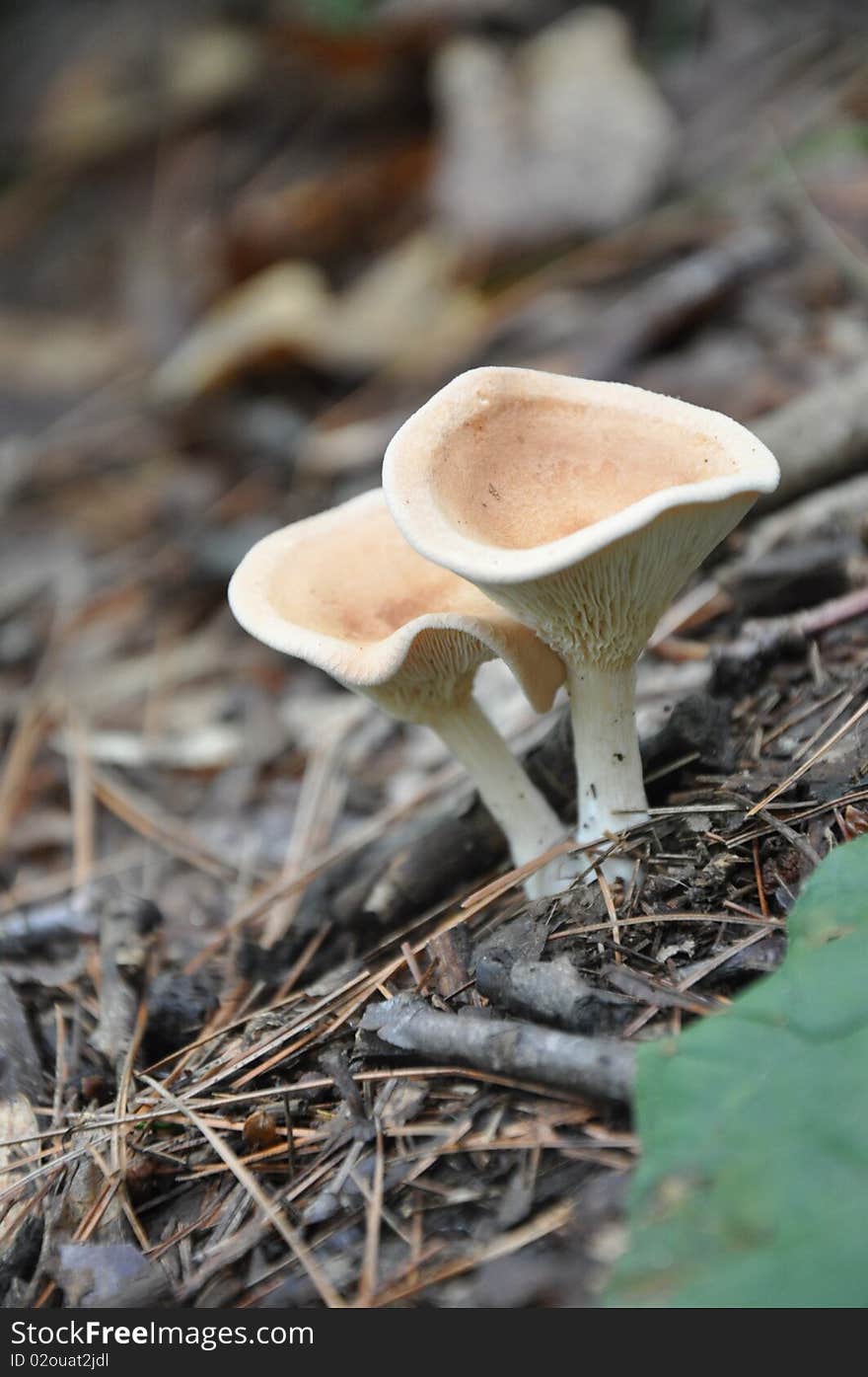 Mushrooms found at Devil\\\'s Lake State Park, WI.