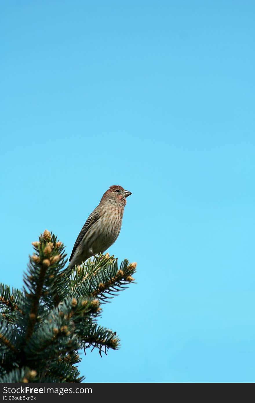 Small finch