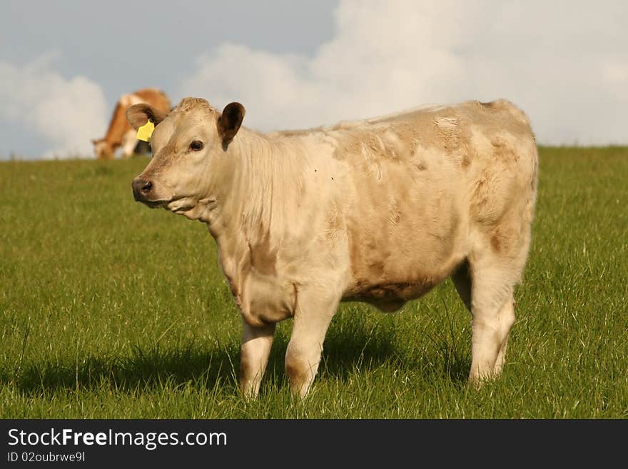 Irish cows are waiting for theirs time. Irish cows are waiting for theirs time