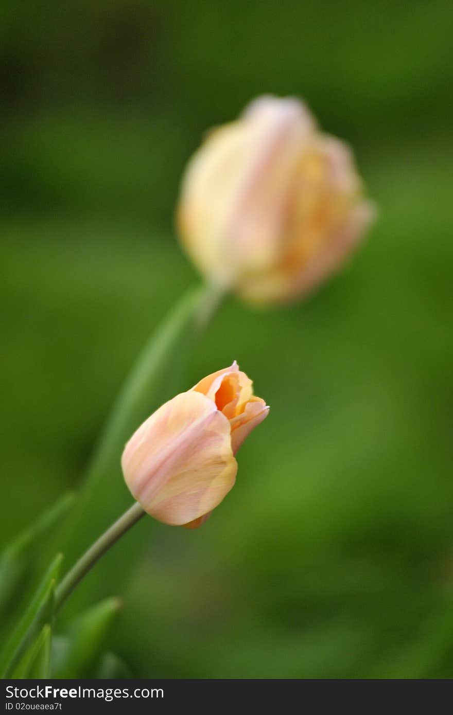 Tulip