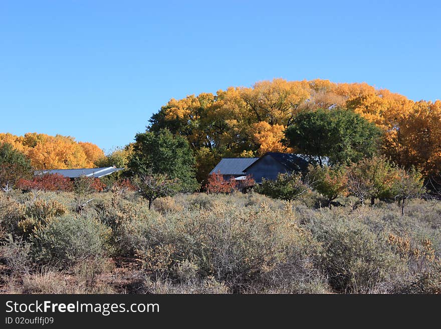 Autumn in galisteo